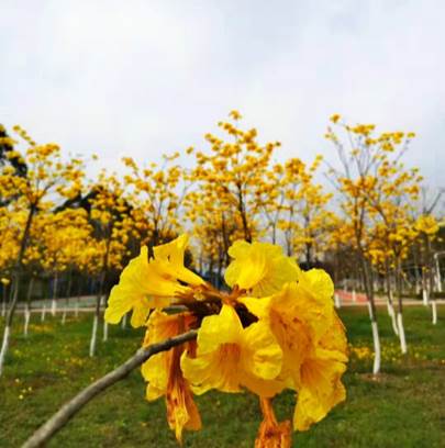 说明:C:\Users\ADMINI~1\AppData\Local\Temp\WeChat Files\805dfe41729db1c02cc5a366ee85778d.jpg